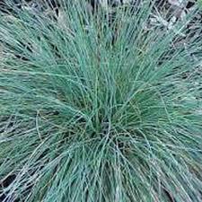 Festuca cinerea kopen Kalmthout